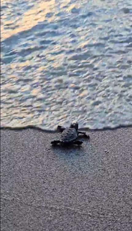 Kuşadası'nda Deniz Kaplumbağaları İçin Müjdeli Haberler